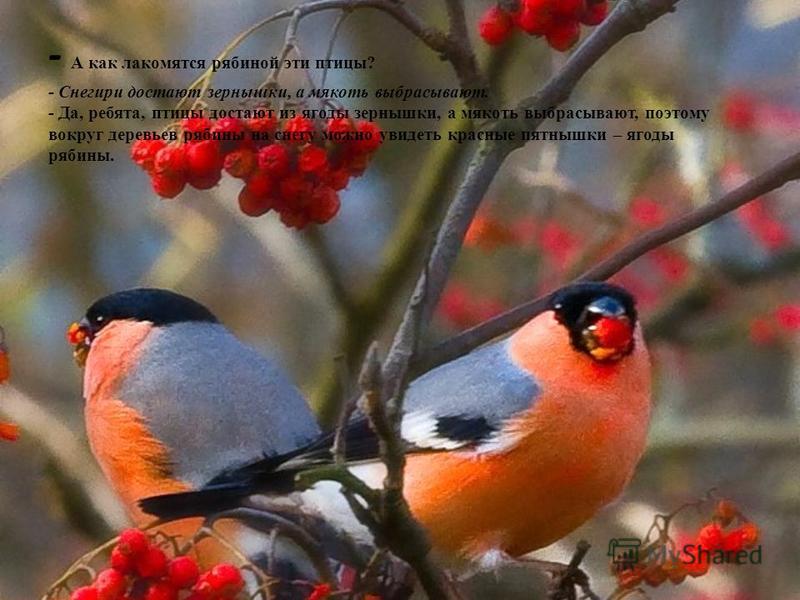 - А как лакомятся рябиной эти птицы? - Снегири достают зернышки, а мякоть выбрасывают. - Да, ребята, птицы достают из ягоды зернышки, а мякоть выбрасывают, поэтому вокруг деревьев рябины на снегу можно увидеть красные пятнышки – ягоды рябины.