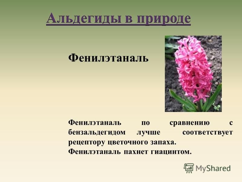 Фенилэтаналь Фенилэтаналь по сравнению с бензальдегидом лучше соответствует рецептору цветочного запаха. Фенилэтаналь пахнет гиацинтом.