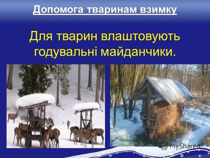 Допомога тваринам взимку Для тварин влаштовують годувальні майданчики.