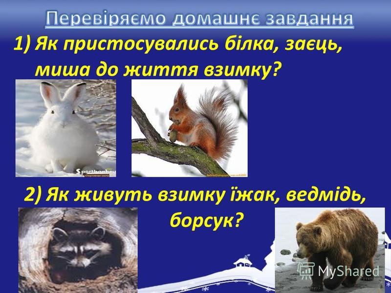 1)Як пристосувались білка, заєць, миша до життя взимку? 2)Як живуть взимку їжак, ведмідь, борсук?