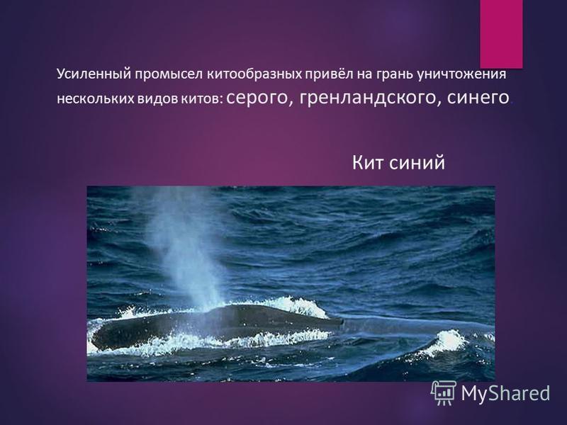 Усиленный промысел китообразных привёл на грань уничтожения нескольких видов китов: серого, гренландского, синего. Кит синий