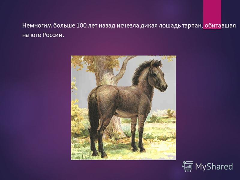 Немногим больше 100 лет назад исчезла дикая лошадь тарпан, обитавшая на юге России.