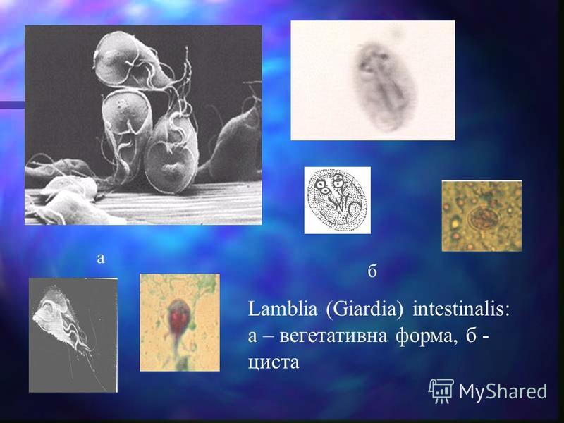 Lamblia (Giardia) intestinalis: а – вегетативна форма, б - циста а б