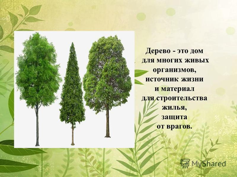 Дерево - это дом для многих живых организмов, источник жизни и материал для строительства жилья, защита от врагов.
