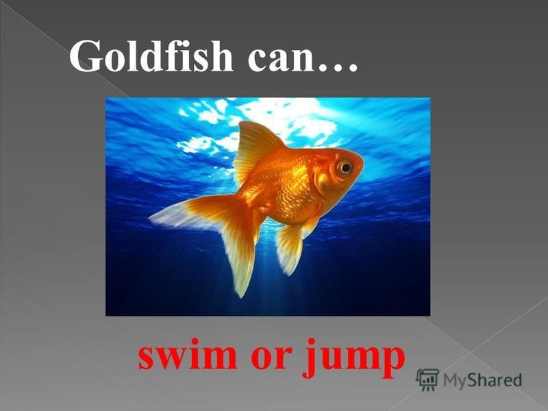 Goldfish can… swim or jump