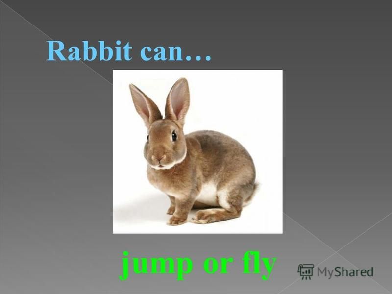 Rabbit can… jump or fly