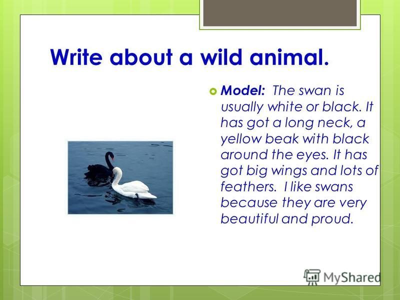 Write about a wild animal. Model: The swan is usually white or black. It has got a long neck, a yellow beak with black around the eyes. It has got big wings and lots of feathers. I like swans because they are very beautiful and proud.