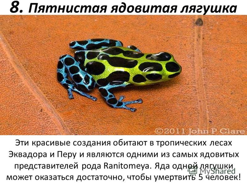 8. Пятнистая ядовитая лягушка Эти красивые создания обитают в тропических лесах Эквадора и Перу и являются одними из самых ядовитых представителей рода Ranitomeya. Яда одной лягушки может оказаться достаточно, чтобы умертвить 5 человек!
