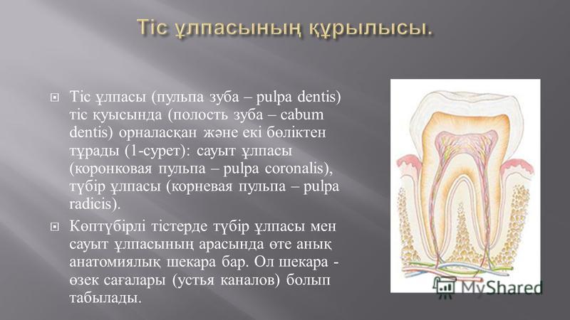 Тіс ұлпасы ( пульпа зуба – pulpa dentis) тіс қуысында ( полость зуба – cabum dentis) орналасқан және екі бөліктен тұрады (1- сурет ): сауыт ұлпасы ( коронковая пульпа – pulpa coronalis), түбір ұлпасы ( корневая пульпа – pulpa radicis). Көптүбірлі тіс
