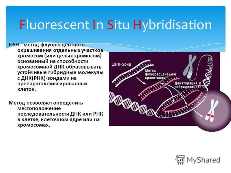 Fluorescent In Situ Hybridisation FISH - метод флуоресцентного окрашивания отдельных участков хромосом (или целых хромосом) основанный на способности хромосомной ДНК образовывать устойчивые гибридные молекулы с ДНК(РНК)-зондами на препаратах фиксиров