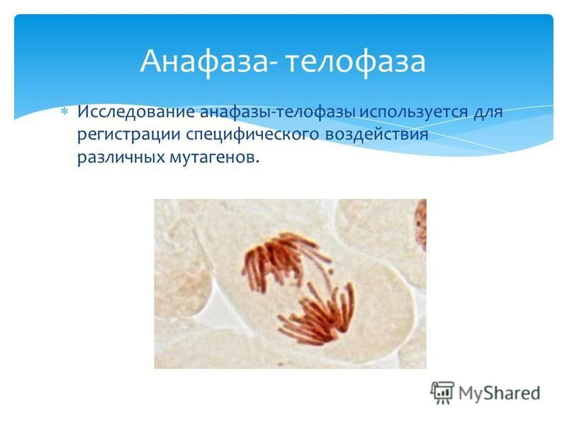Исследозвание анафазы-телофазы используется для регистрации специфического воздействия различных мутагенов. Анафаза- телофаза