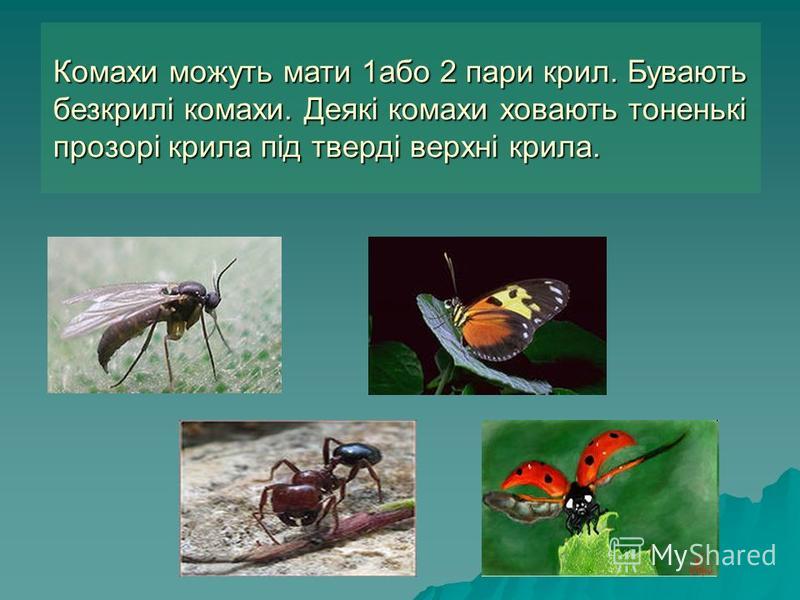 Комахи можуть мати 1або 2 пари крил. Бувають безкрилі комахи. Деякі комахи ховають тоненькі прозорі крила під тверді верхні крила.