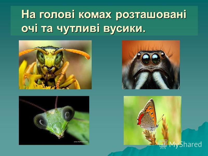 На голові комах розташовані очі та чутливі вусики.