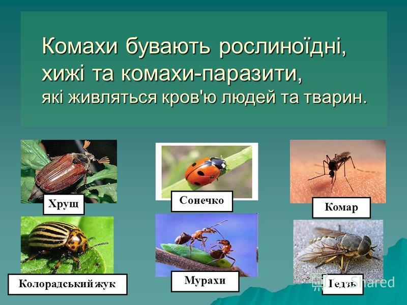 Комахи бувають рослиноїдні, хижі та комахи-паразити, які живляться кров'ю людей та тварин. Хрущ Колорадський жук Мурахи Сонечко Комар Ґедзь