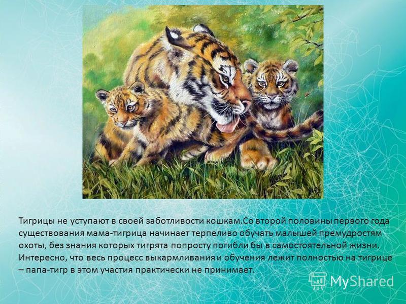 Тигрицы не уступают в своей заботливости кошкам.Со второй половины первого года существования мама-тигрица начинает терпеливо обучать малышей премудростям охоты, без знания которых тигрята попросту погибли бы в самостоятельной жизни. Интересно, что в