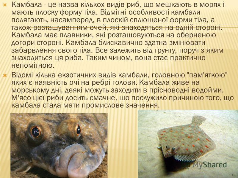 Камбала - це назва кількох видів риб, що мешкають в морях і мають плоску форму тіла. Відмітні особливості камбали полягають, насамперед, в плоскій сплющеної форми тіла, а також розташуванням очей, які знаходяться на одній стороні. Камбала має плавник