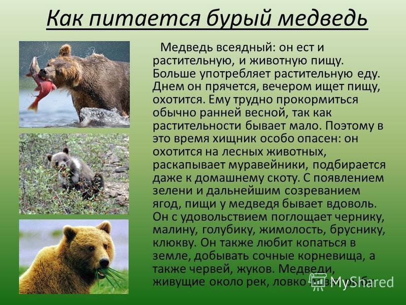 Как питается бурый медведь Медведь всеядный: он ест и растительную, и животную пищу. Больше употребляет растительную еду. Днем он прячется, вечером ищет пищу, охотится. Ему трудно прокормиться обычно ранней весной, так как растительности бывает мало.