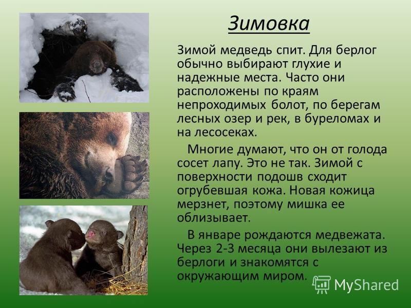 Проект бурый медведь 3 класс Презентация на тему: "Бурый медведь. Внешний вид Длина туловища животного достиг