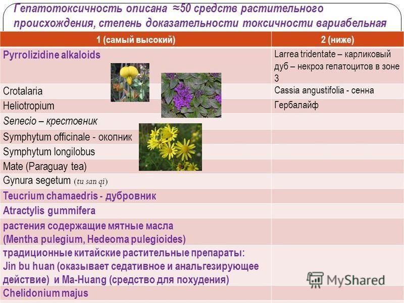 Гепатотоксичность описана 50 средств растительного происхождения, степень доказательности токсичности вариабельная 1 (самый высокий)2 (ниже) Pyrrolizidine alkaloids Larrea tridentate – карликовый дуб – некроз гепатоцитов в зоне 3 Crotalaria Cassia an