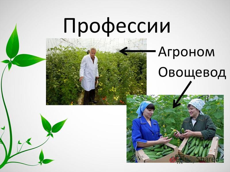 Профессии Агроном Овощевод
