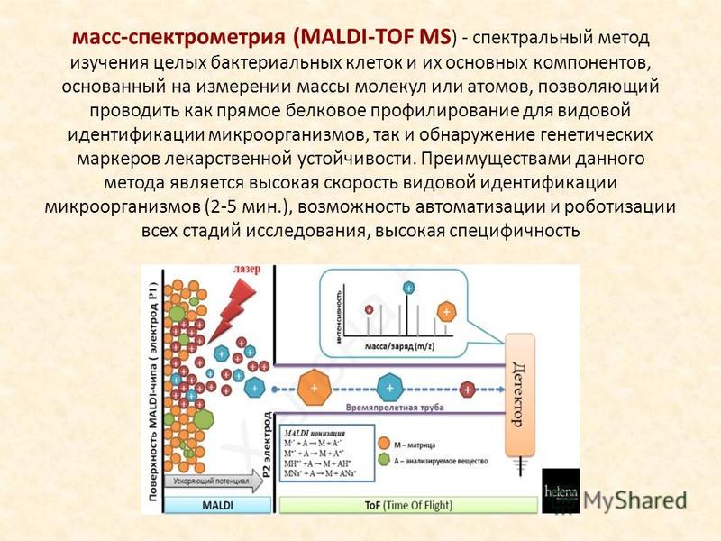 масс - спектрометрия (MALDI-TOF MS ) - спектральный метод изучения целых бактериальных клеток и их основных компонентов, основанный на измерении массы молекул или атомов, позволяющий проводить как прямое белковое профилирование для видовой идентифика