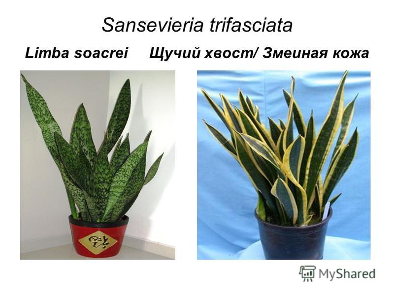 Sansevieria trifasciata Limba soacrei Щучий хвост/ Змеиная кожа