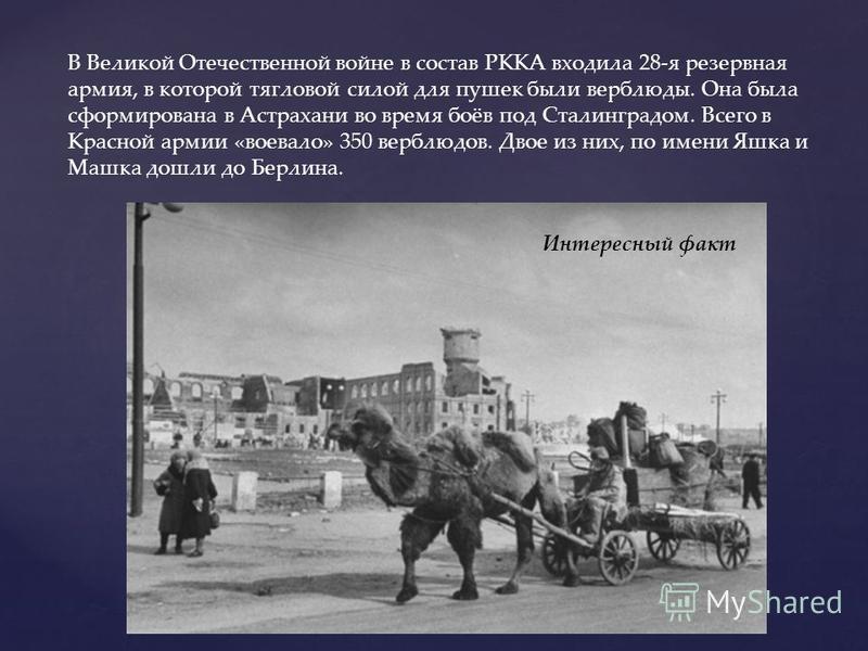В Великой Отечественной войне в состав РККА входила 28-я резервная армия, в которой тягловой силой для пушек были верблюды. Она была сформирована в Астрахани во время боёв под Сталинградом. Всего в Красной армии «воевало» 350 верблюдов. Двое из них, 