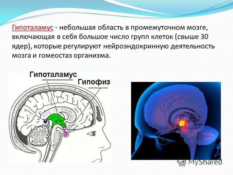 Гипоталамус - небольшая область в промежуточном мозге, включающая в себя большое число групп клеток (свыше 30 ядер), которые регулируют нейроэндокринную деятельность мозга и гомеостаз организма.