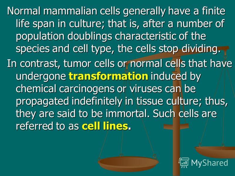 Normal mammalian cells generally have a finite life span in culture; that is, after a number of population doublings characteristic of the species and cell type, the cells stop dividing. In contrast, tumor cells or normal cells that have undergone tr