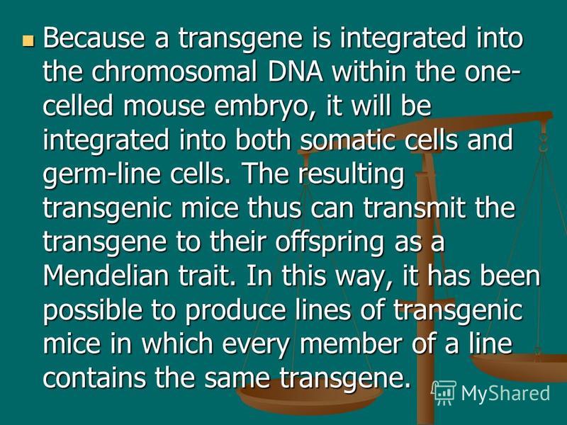 Because a transgene is integrated into the chromosomal DNA within the one- celled mouse embryo, it will be integrated into both somatic cells and germ-line cells. The resulting transgenic mice thus can transmit the transgene to their offspring as a M