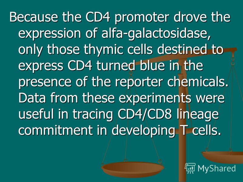Because the CD4 promoter drove the expression of alfa-galactosidase, only those thymic cells destined to express CD4 turned blue in the presence of the reporter chemicals. Data from these experiments were useful in tracing CD4/CD8 lineage commitment 