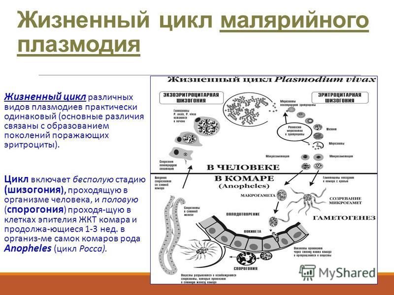 Жизненный цикл малярийного плазмодия Жизненный цикл различных видов плазмодиев практически одинаковый (основные различия связаны с образованием поколений поражающих эритроциты). Цикл включает бесполую стадию (шизогония ), проходящую в организме челов