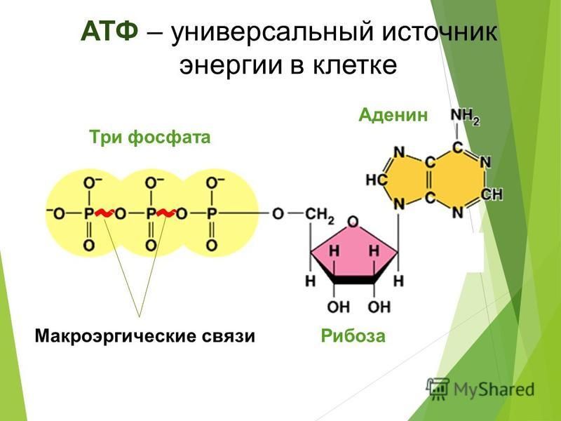 АТФ – универсальный источник энергии в клетке Аденин Рибоза Три фосфата Макроэргические связи