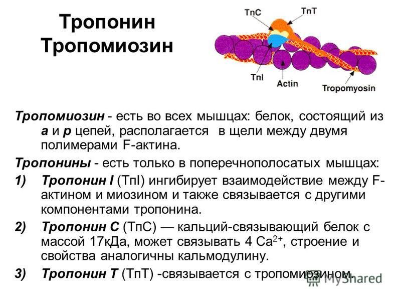 Тропомиозин - есть во всех мышцах: белок, состоящий из а и р цепей, располагается в щели между двумя полимерами F-актина. Тропонины - есть только в поперечнополосатых мышцах: 1)Тропонин I (TпI) ингибирует взаимодействие между F- актином и миозином и 