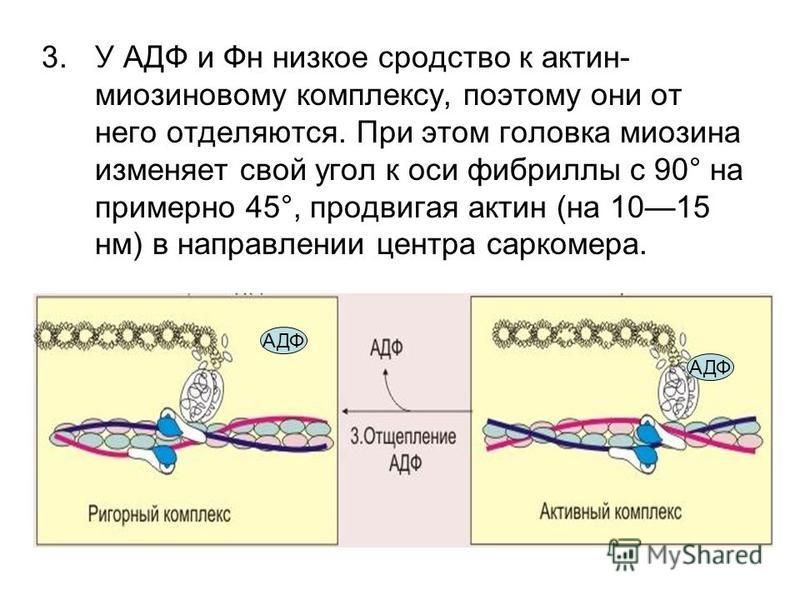 3. У АДФ и Фн низкое сродство к актин- миозиновому комплексу, поэтому они от него отделяются. При этом головка миозина изменяет свой угол к оси фибриллы с 90° на примерно 45°, продвигая актин (на 1015 нм) в направлении центра саркомера. АДФ