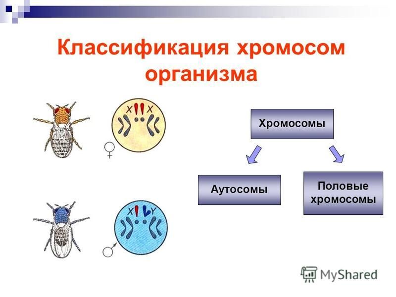 Классификация хромосом организма Хромосомы Аутосомы Половые хромосомы