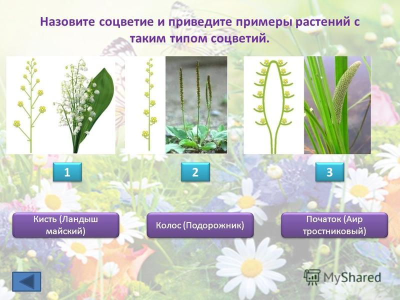 Назовите соцветие и приведите примеры растений с таким типом соцветий. 1 1 2 2 3 3 Кисть (Ландыш майский) Початок (Аир тростниковый) Колос (Подорожник)