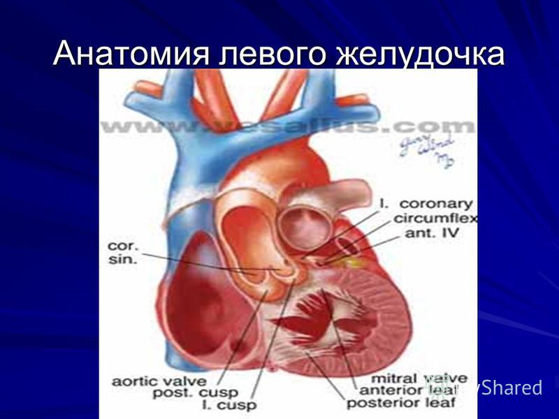 Анатомия левого желудочка