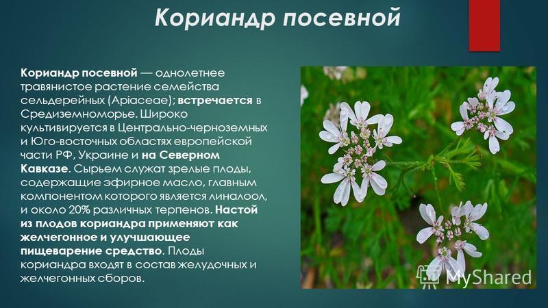 Кориандр посевной Кориандр посевной однолетнее травянистое растение семейства сельдерейных (Apiaceae); встречается в Средиземноморье. Широко культивируется в Центрально-черноземных и Юго-восточных областях европейской части РФ, Украине и на Северном 