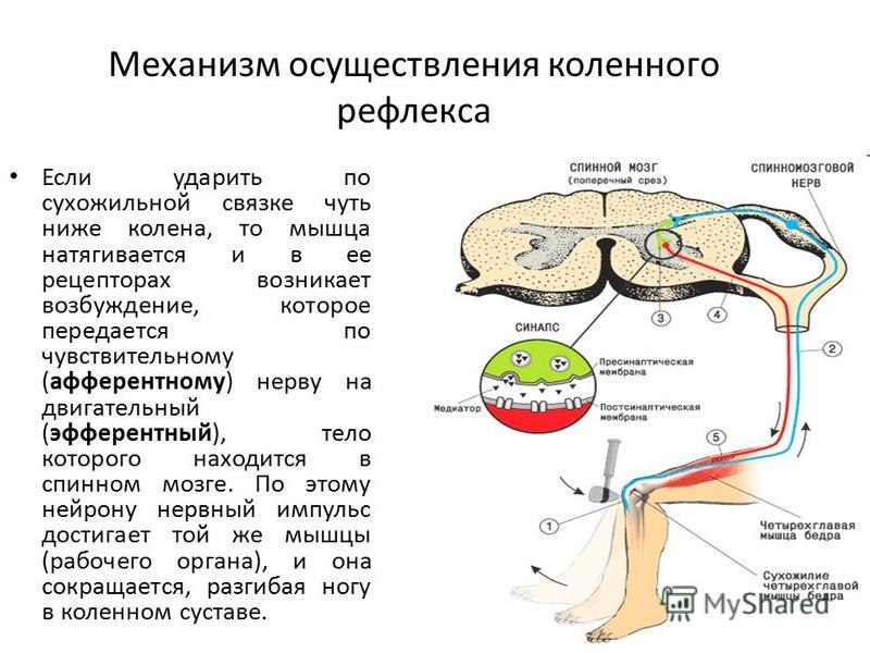 Механизм осуществления коленного рефлекса Если ударить по сухожильной связке чуть ниже колена, то мышца натягивается и в ее рецепторах возникает возбуждение, которое передается по чувствительному (афферентному) нерву на двигательный (эфферентный), те