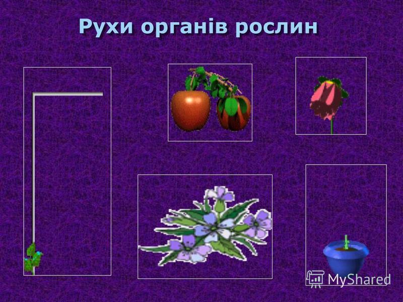 Рухи органів рослин