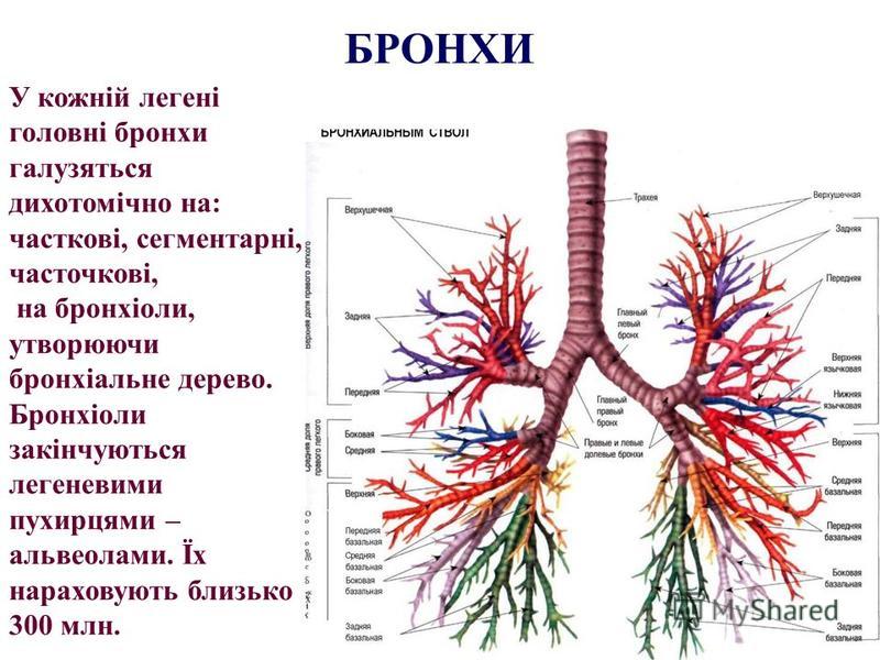 У кожній легені головні бронхи галузяться дихотомічно на: часткові, сегментарні, часточкові, на бронхіоли, утворюючи бронхіальне дерево. Бронхіоли закінчуються легеневими пухирцями – альвеолами. Їх нараховують близько 300 млн. БРОНХИ