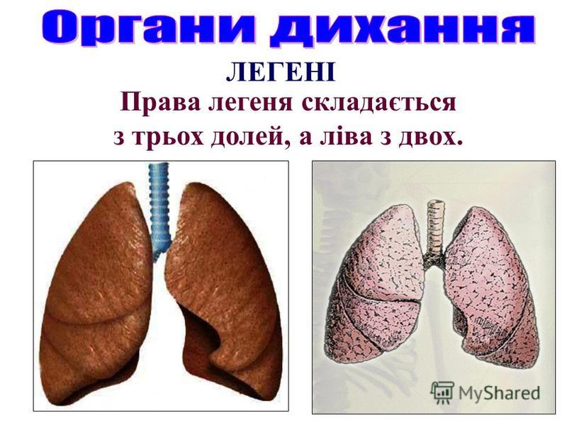 Права легеня складається з трьох долей, а ліва з двох.