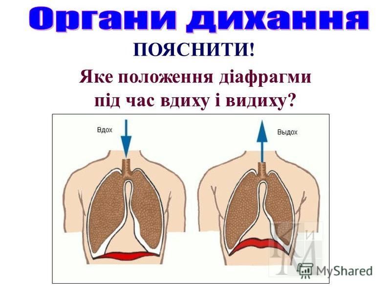 ПОЯСНИТИ! Яке положення діафрагми під час вдиху і видиху?
