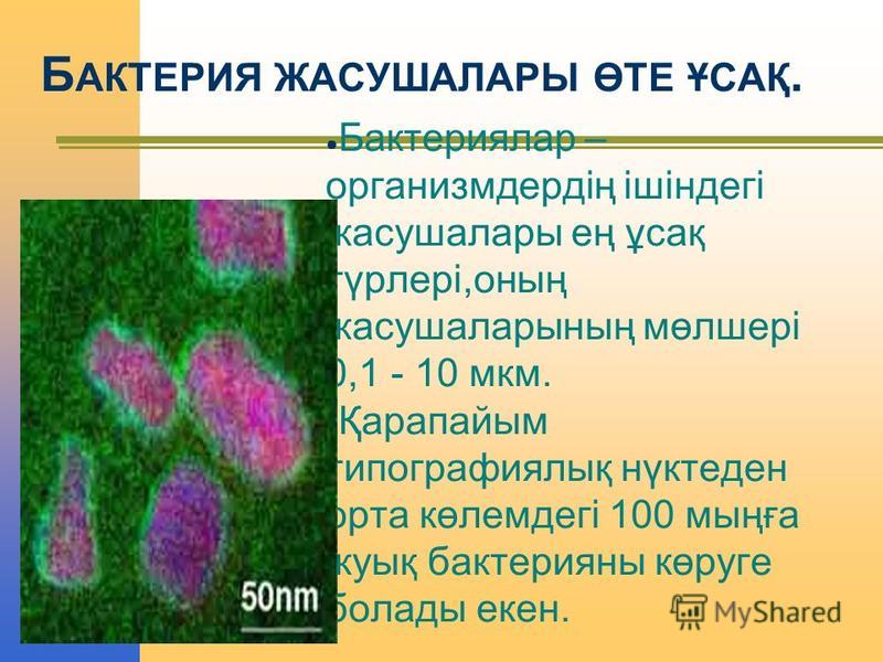 Б АКТЕРИЯ ЖАСУШАЛАРЫ ӨТЕ ҰСАҚ. Бактериялар – организмдердің ішіндегі жасушалары ең ұсақ түрлері,оның жасушаларының мөлшері 0,1 - 10 мкм. Қарапайым типографиялық нүктеден орта көлемдегі 100 мыңға жуық бактерияны көруге болады кен.