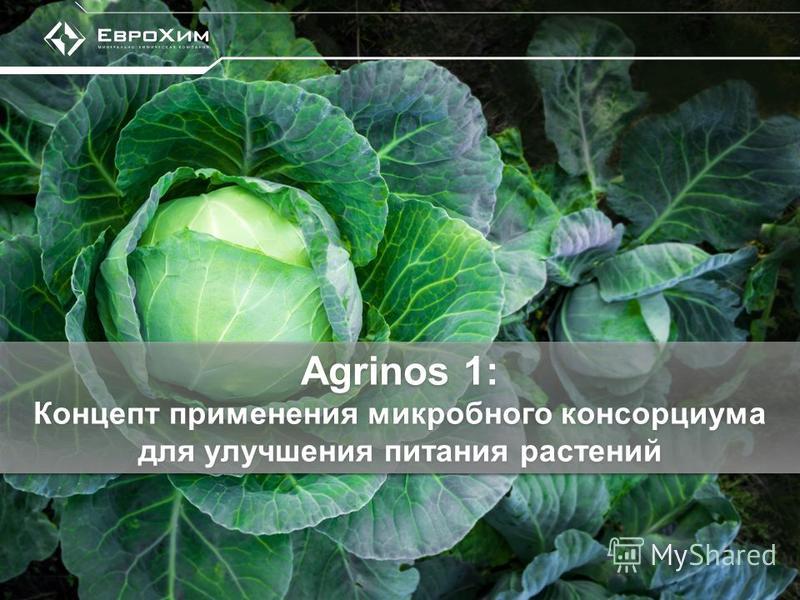Agrinos 1: Концепт применения микробного консорциума для улучшения питания растений Agrinos 1: Концепт применения микробного консорциума для улучшения питания растений