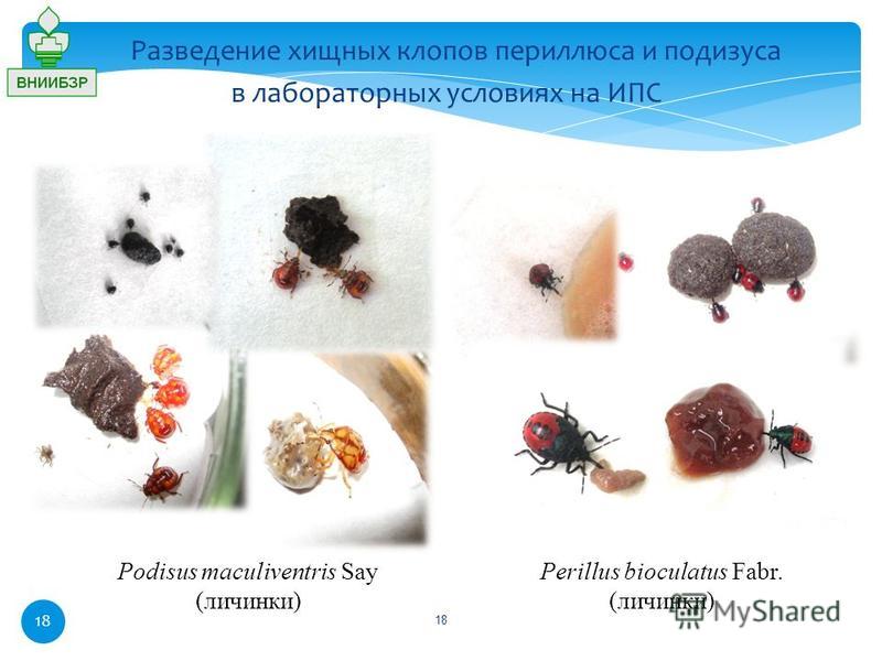 Разведение хищных клопов периллюса и подизуса в лабораторных условиях на ИПС Podisus maculiventris Say (личинки) Perillus bioculatus Fabr. (личинки) 18