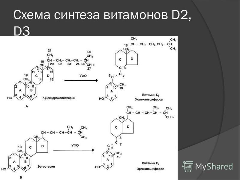 Схема синтеза витаминов D2, D3
