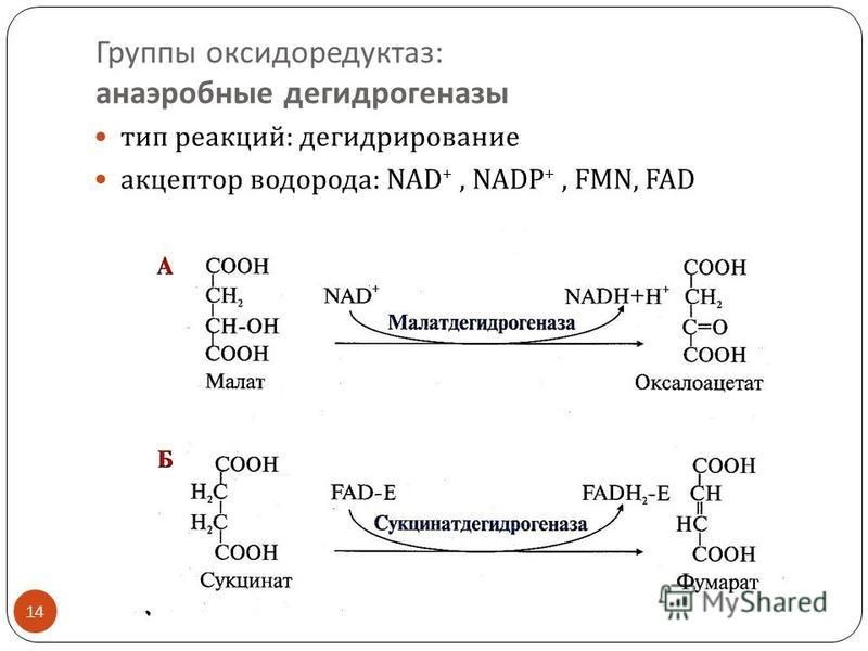 Группы оксидоредуктаз : анаэробные дегидрогеназы тип реакций : дегидрирование акцептор водорода: NAD +, NADP +, FMN, FAD 14
