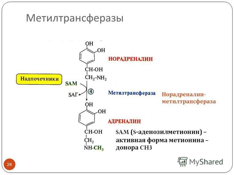 Метилтрансферазы 24 SAM (S- аденозилметионин ) – активная форма метионина – донора CH3 Норадреналин - метилтрансфераза